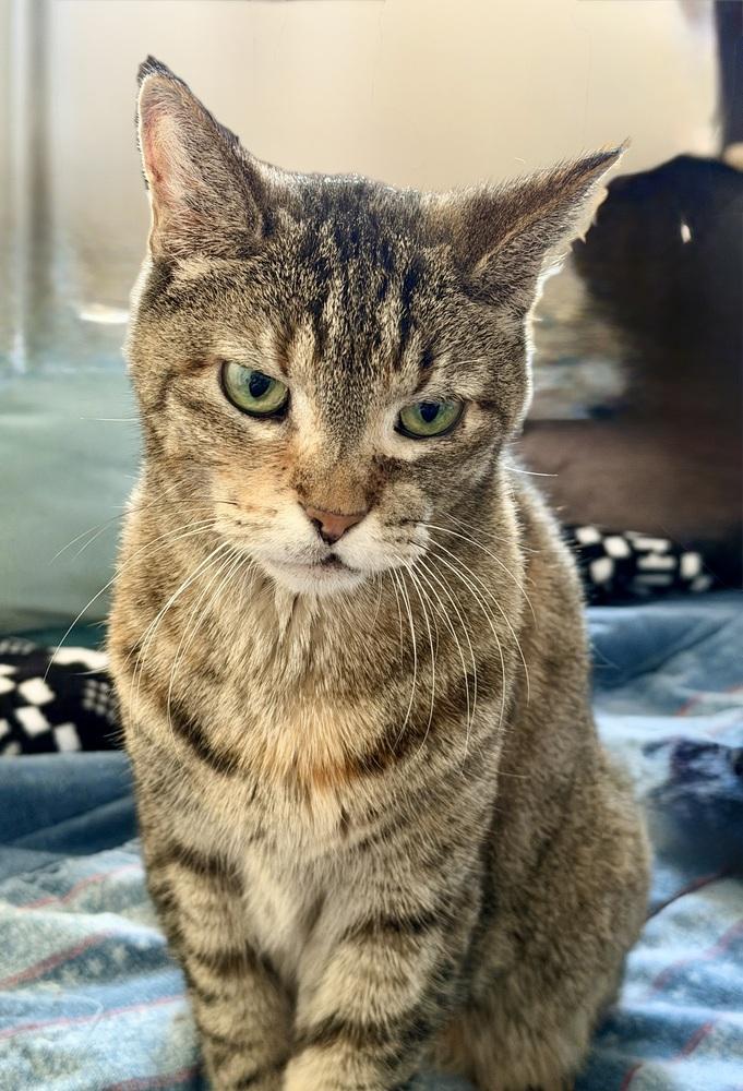 Capri, Adopted, Senior Female Domestic Short Hair.