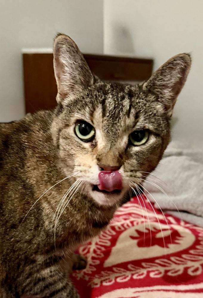 Enlarge Capri, a Adopted Domestic Short Hair in Chicago, IL image 3/5