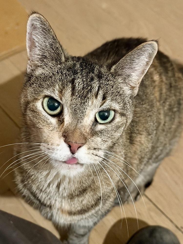 Enlarge Capri, a Adopted Domestic Short Hair in Chicago, IL image 4/5