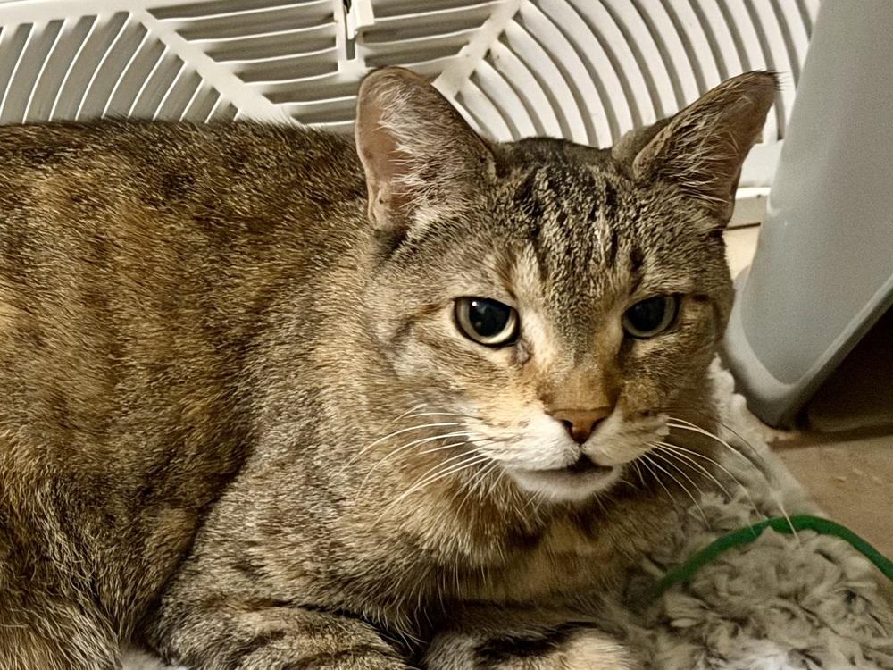 Enlarge Capri, a Adopted Domestic Short Hair in Chicago, IL image 5/5