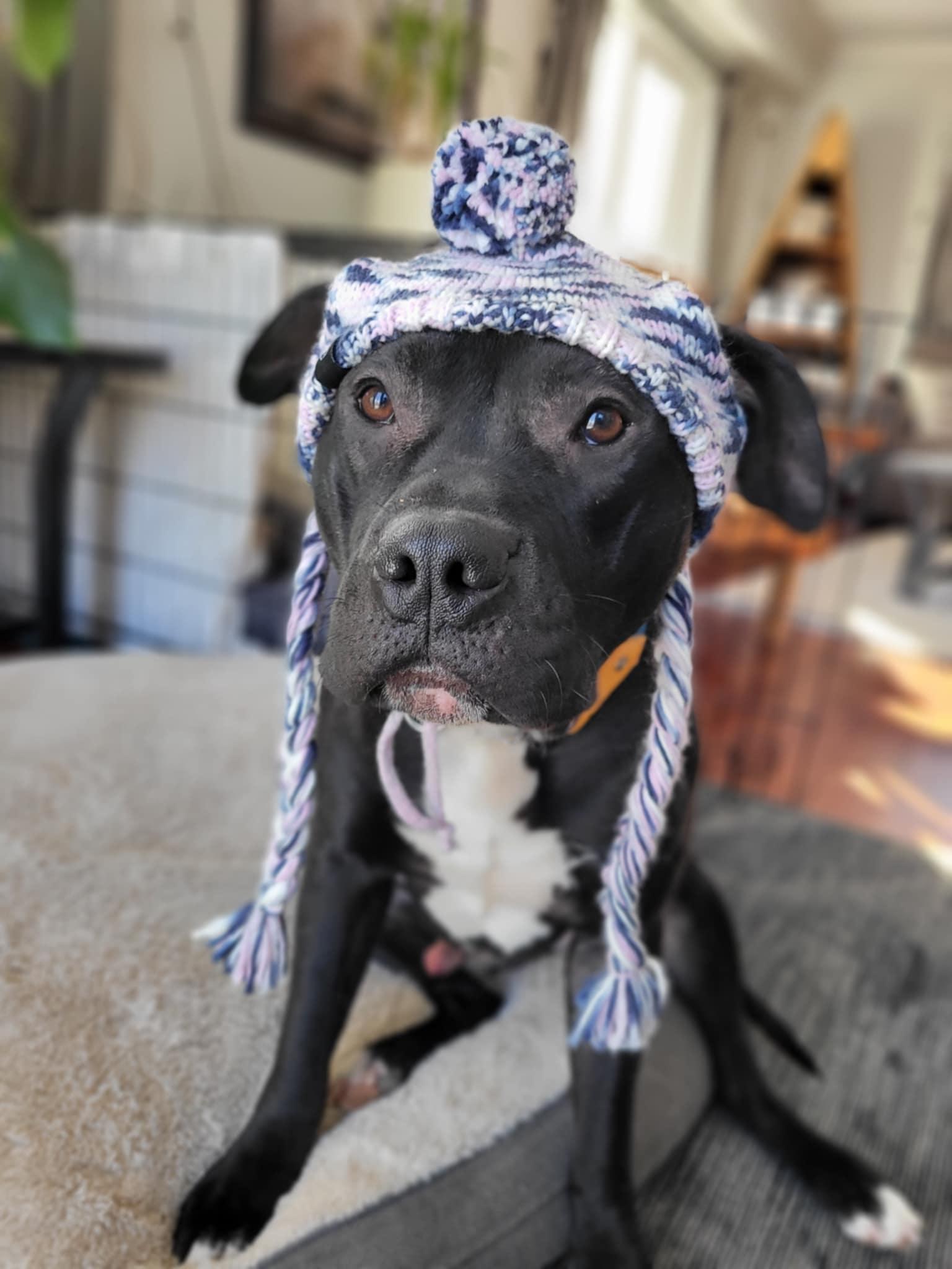 Colt, a Adopted mixed breed in Hamilton, ON image 2/6