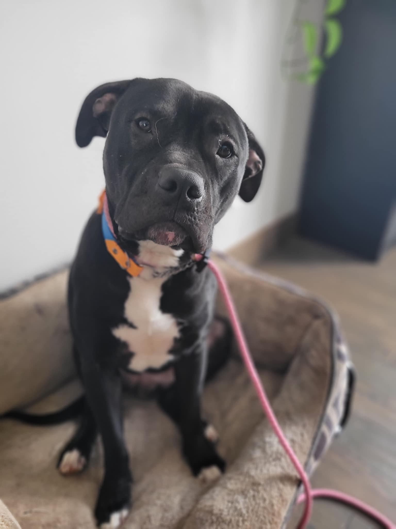 Colt, Adopted, Young Male American Bulldog & Black Labrador Retriever.