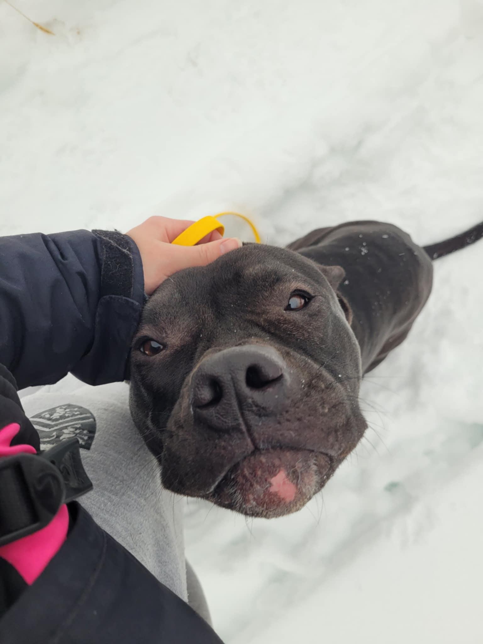 Colt, a Adopted mixed breed in Hamilton, ON image 5/6