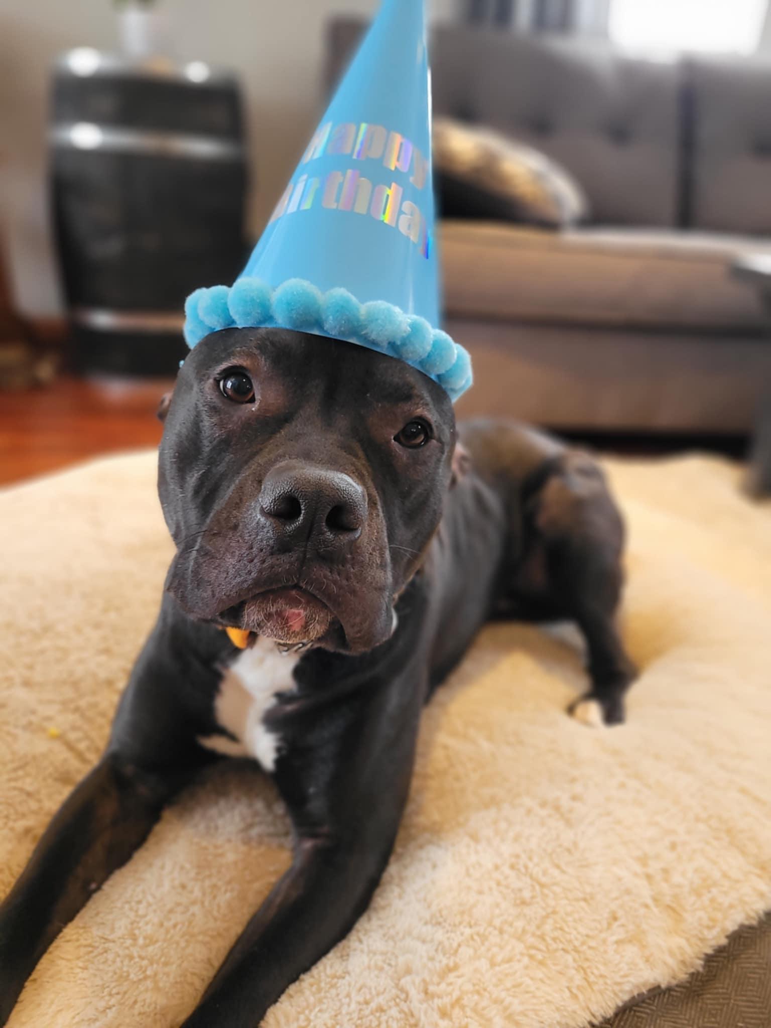 Colt, a Adopted mixed breed in Hamilton, ON image 6/6