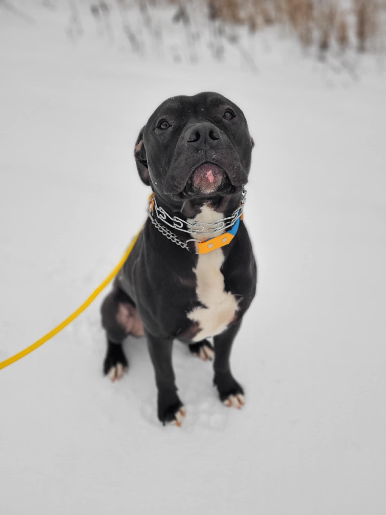 Colt, a Adopted mixed breed in Hamilton, ON image 3/6
