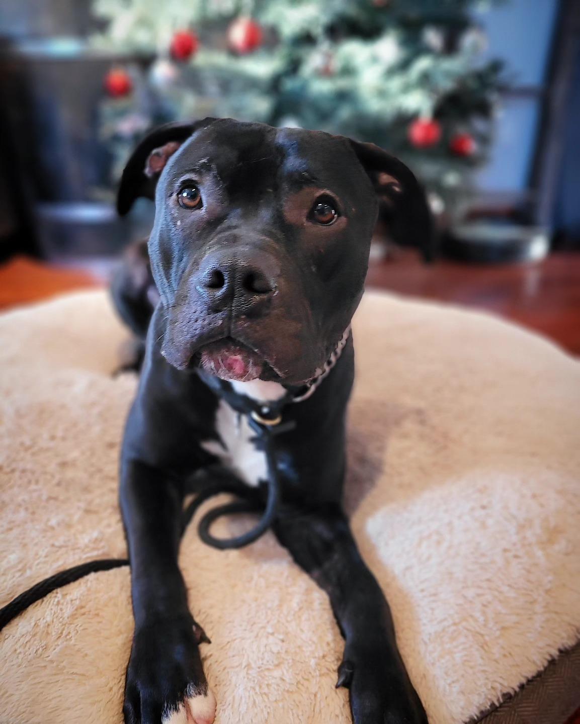 Colt, a Adopted mixed breed in Hamilton, ON image 4/6