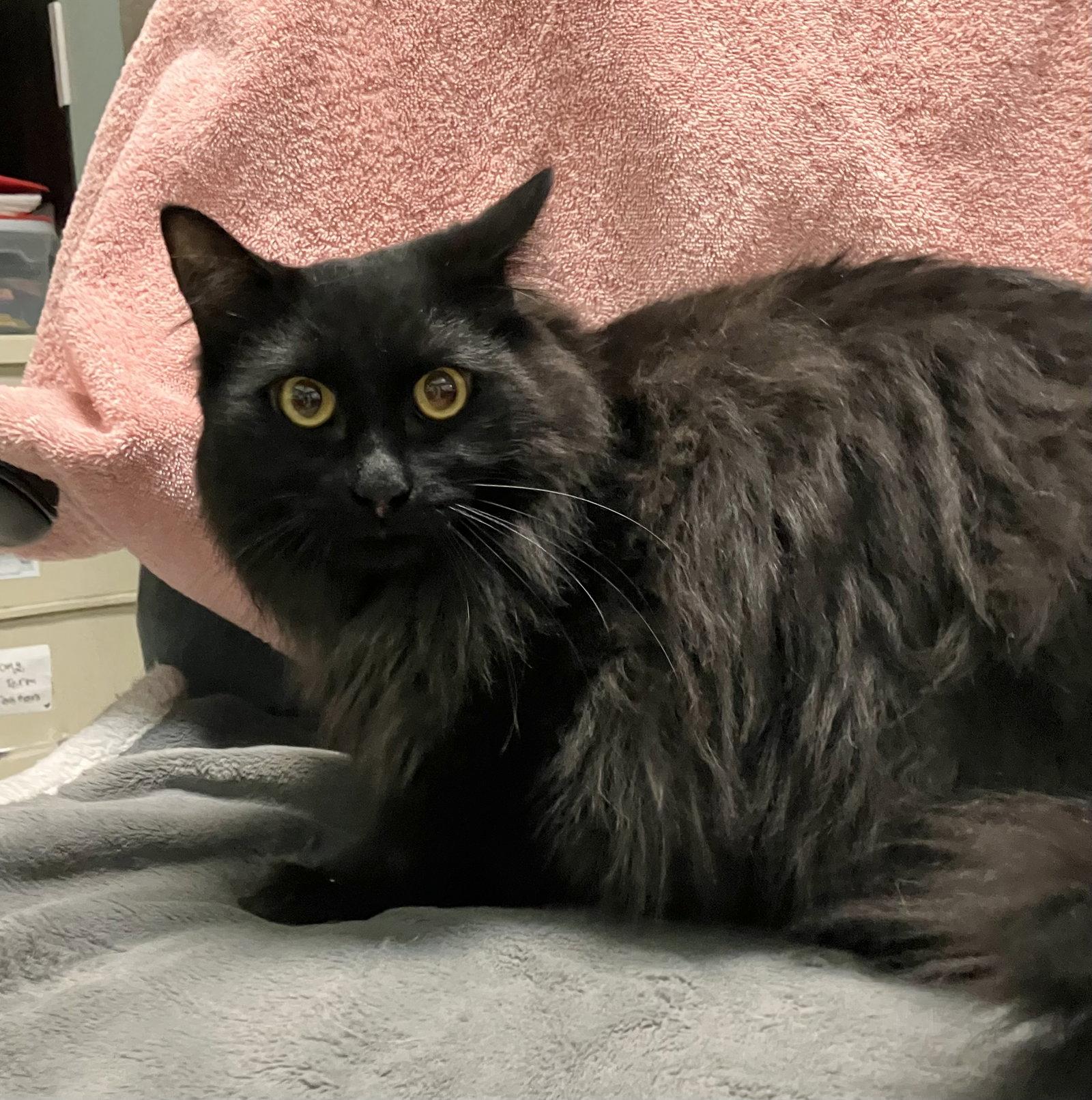 Carrie, a Adopted Domestic Long Hair in Dublin, OH image 1/2
