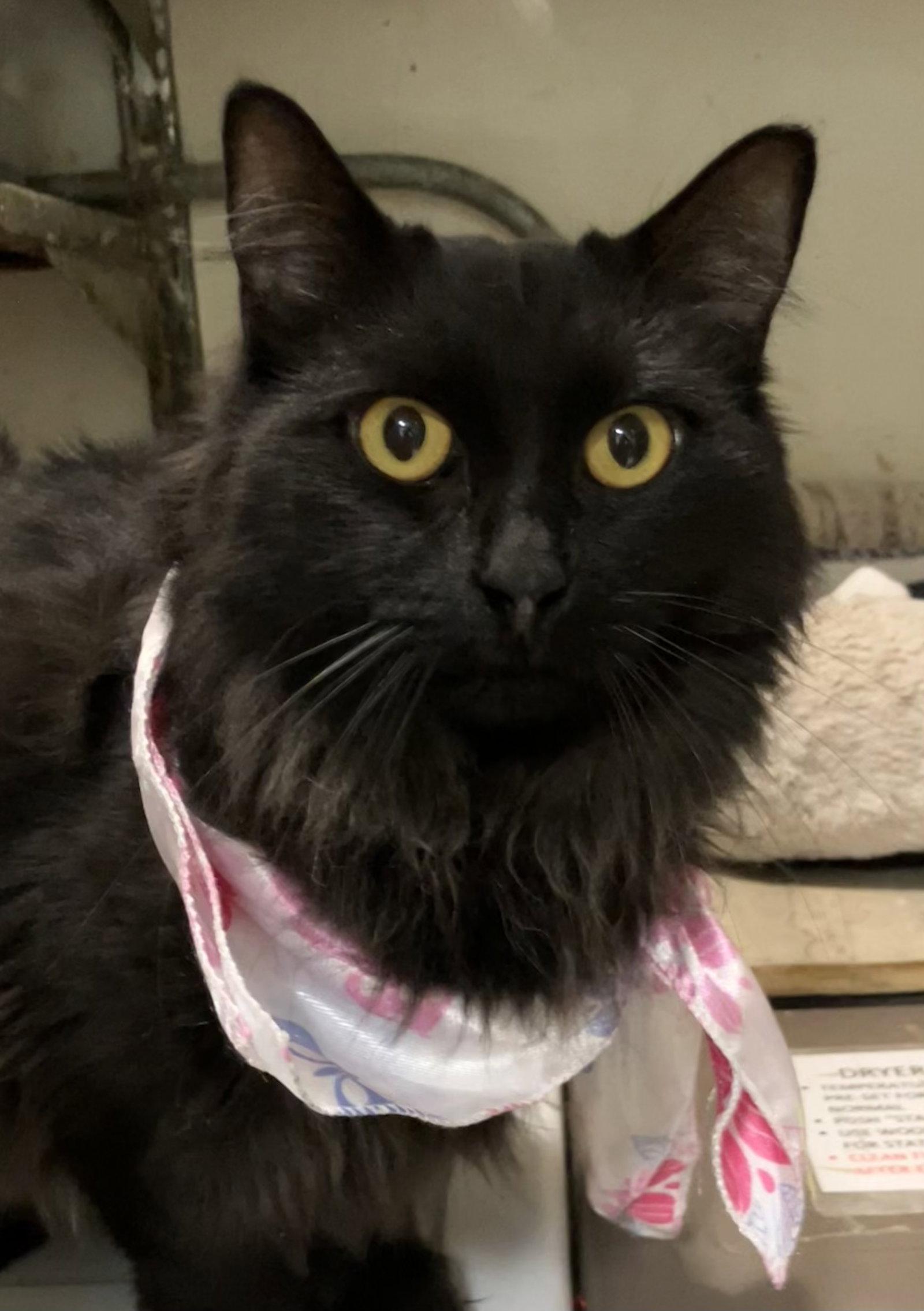 Carrie, a Adopted Domestic Long Hair in Dublin, OH image 2/2