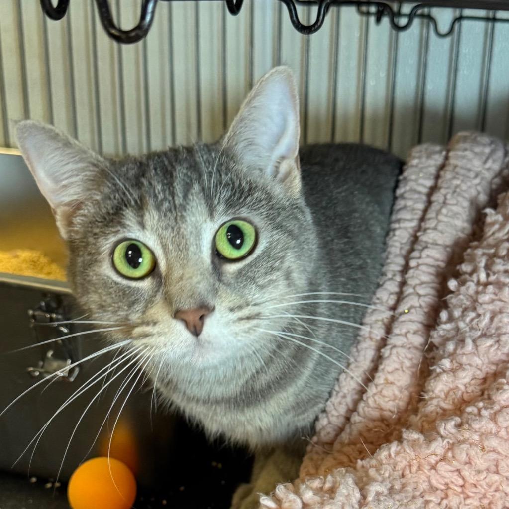 Enlarge Naomi, a Adoptable mixed breed in Saginaw, MI image 1/1