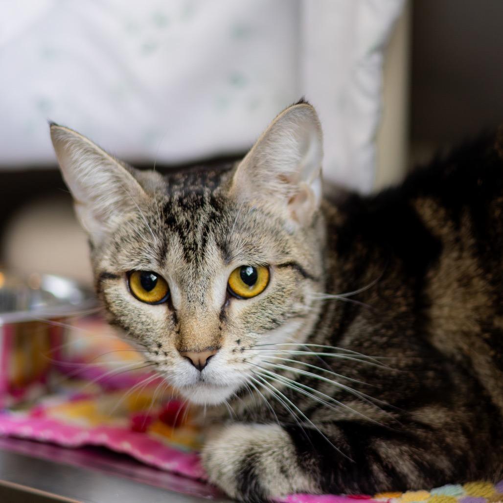 Enlarge Lily Pad, a Adoptable Domestic Short Hair in Newark, DE image 1/6