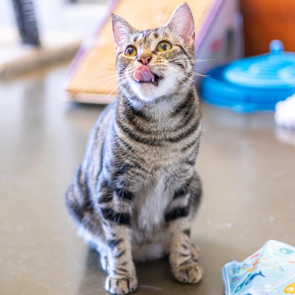 Enlarge Lily Pad, a Adoptable Domestic Short Hair in Newark, DE image 2/6