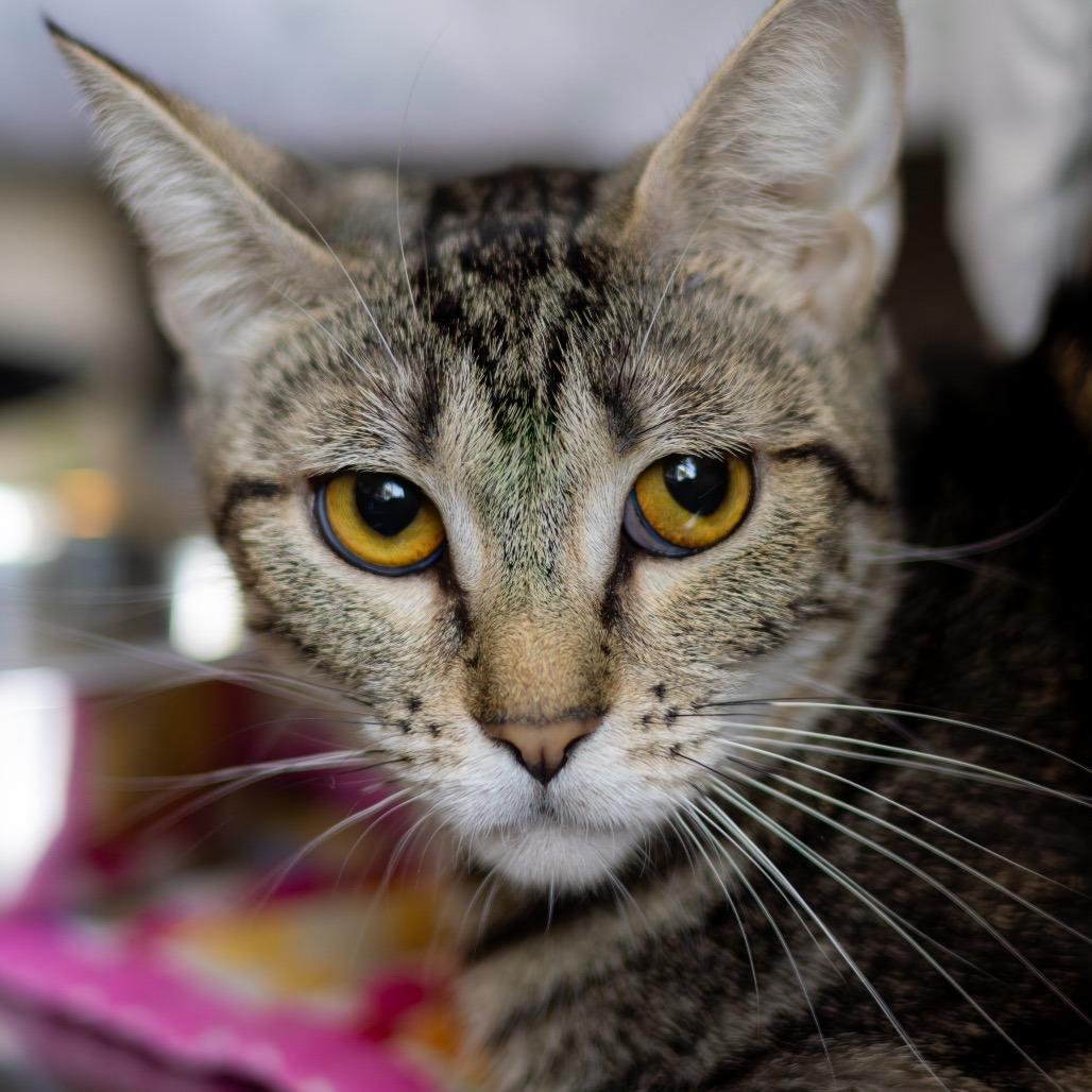 Enlarge Lily Pad, a Adoptable Domestic Short Hair in Newark, DE image 3/6
