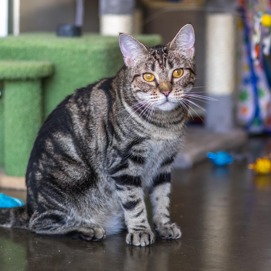 Enlarge Lily Pad, a Adoptable Domestic Short Hair in Newark, DE image 4/6