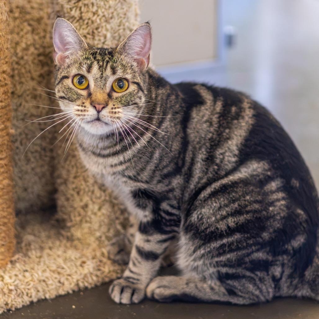 Enlarge Lily Pad, a Adoptable Domestic Short Hair in Newark, DE image 5/6