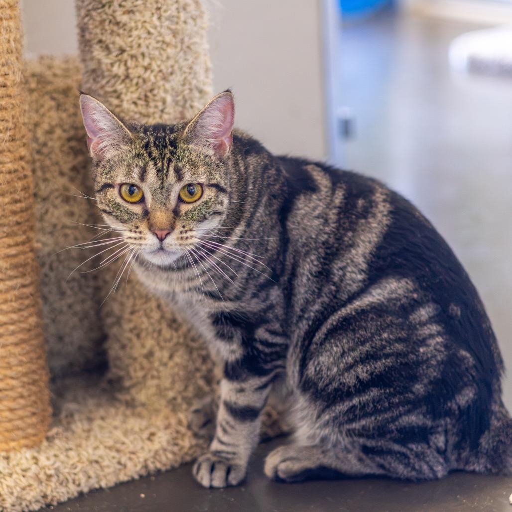 Enlarge Lily Pad, a Adoptable Domestic Short Hair in Newark, DE image 6/6