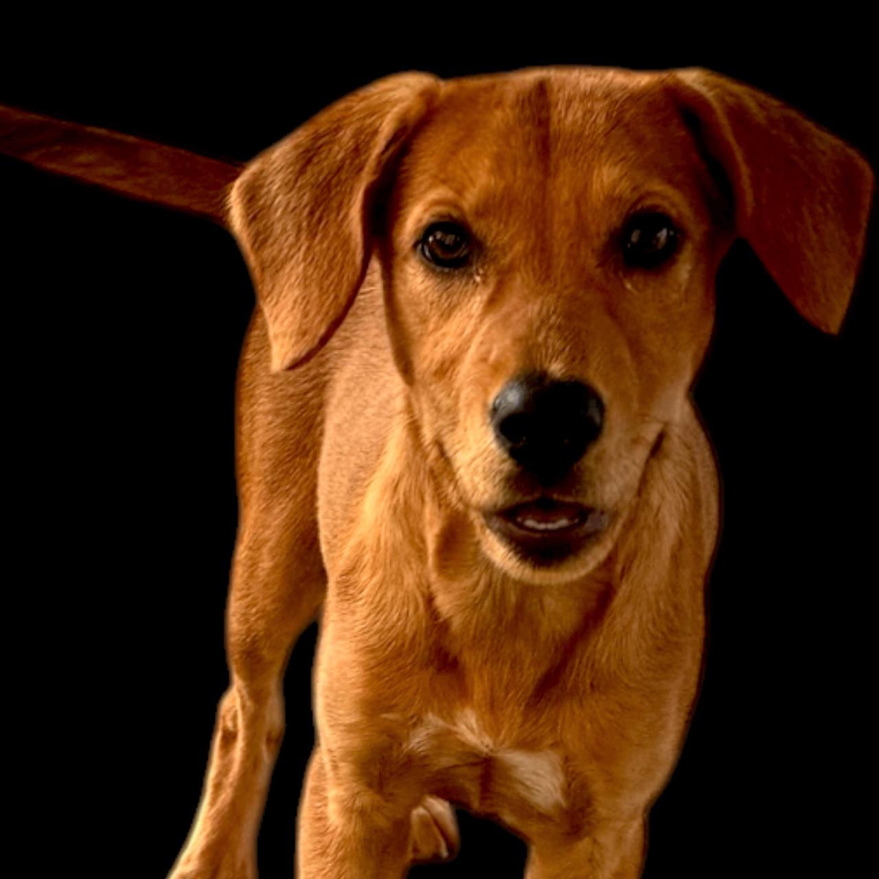 Moana, Adoptable, Young Female Retriever.