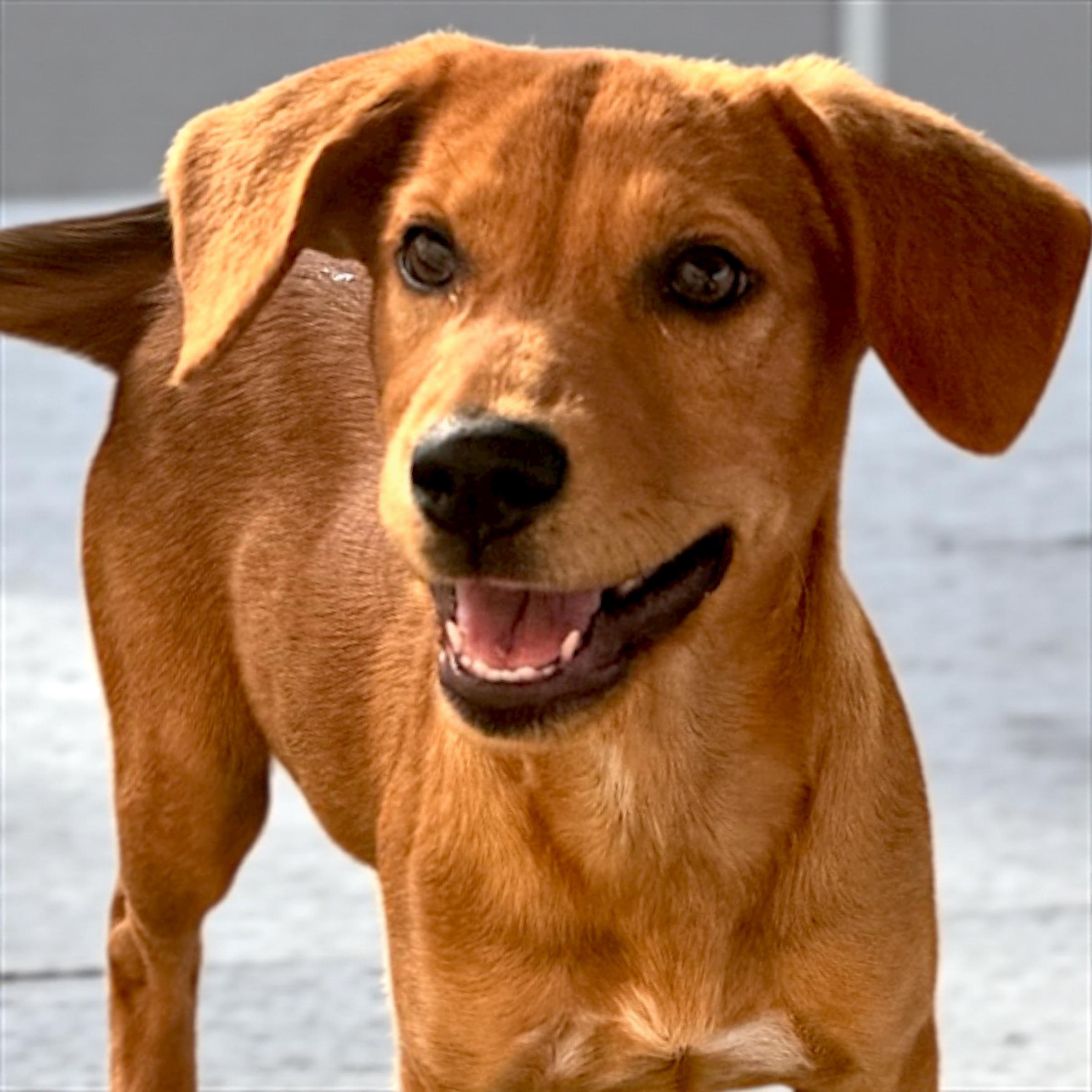 Enlarge Moana, a Adoptable mixed breed in Troy, AL image 2/2