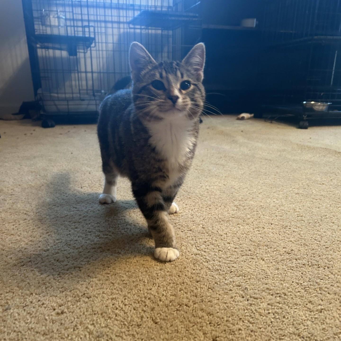 Enlarge Cadbury, an adopted Domestic Short Hair in Springdale, AR image 1/3