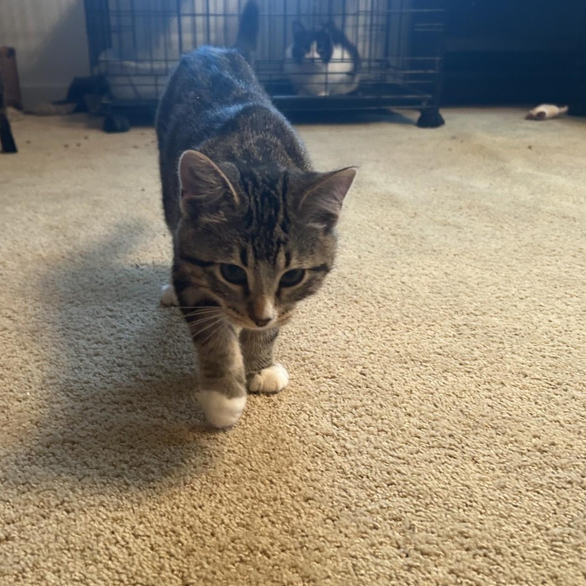 Enlarge Cadbury, an adopted Domestic Short Hair in Springdale, AR image 2/3