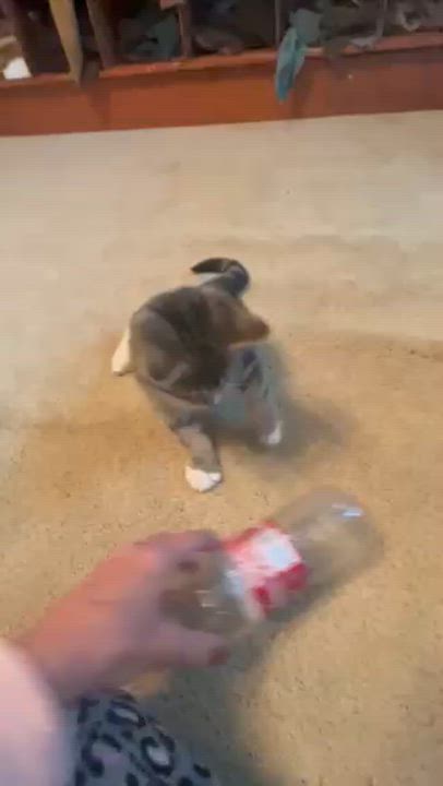 Enlarge Cadbury, an adopted Domestic Short Hair in Springdale, AR video 3/3