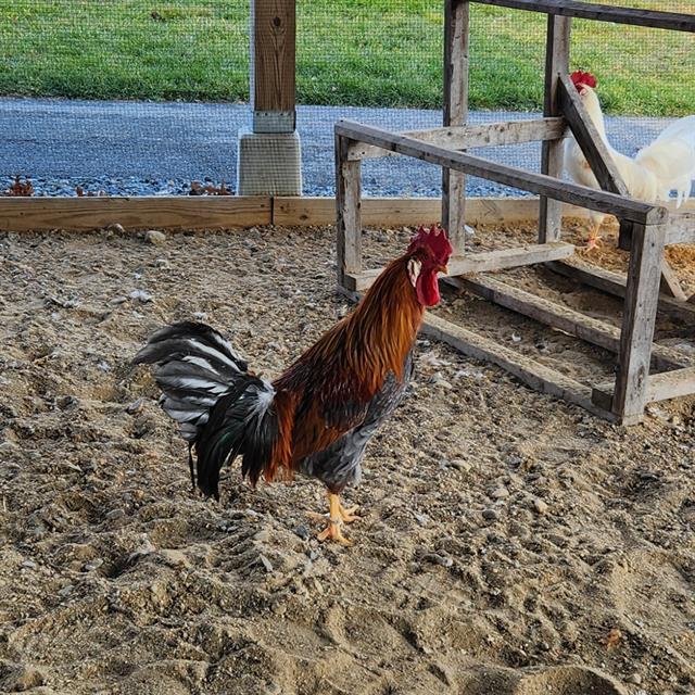 JACKSON, Adoptable, Young Male Chicken.