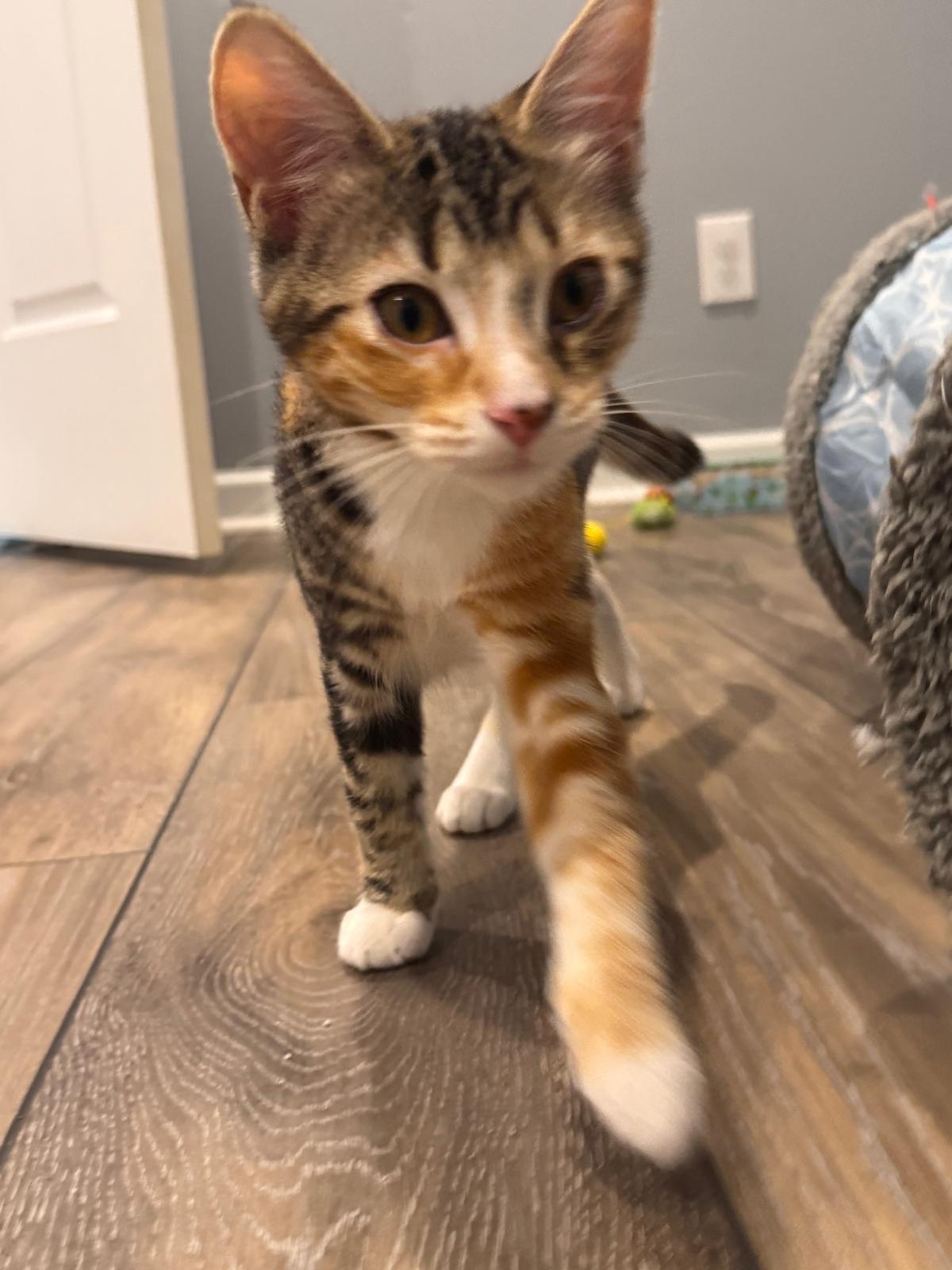 Lainey (bonded with Colton), Adoptable, Kitten Female Calico.