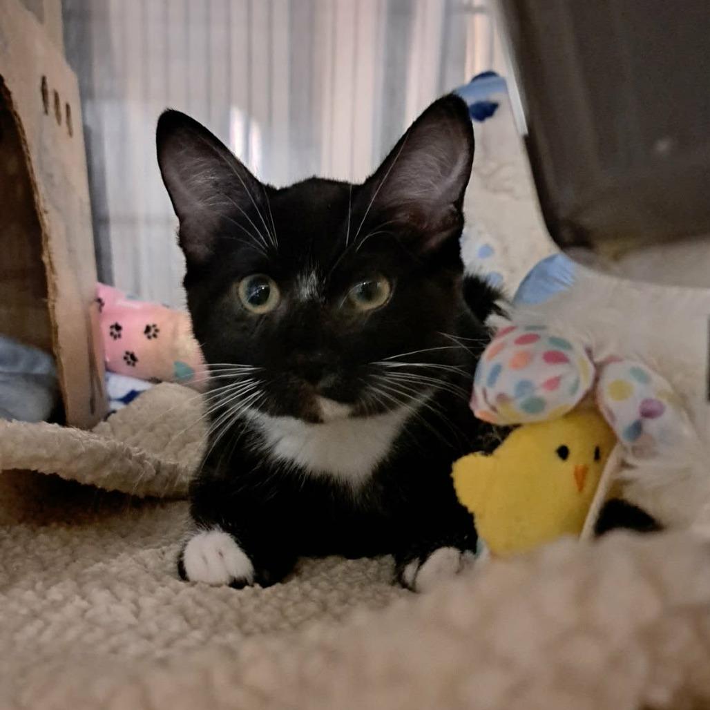 Enlarge Ponyo, a Adoptable Domestic Short Hair in Abbotsford, BC image 1/3