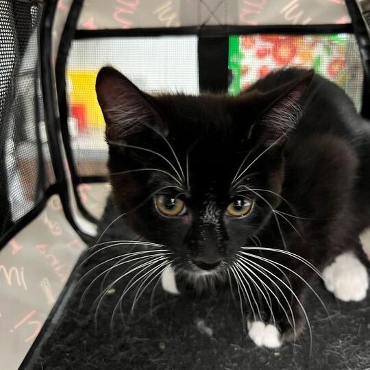 Enlarge Ponyo, a Adoptable Domestic Short Hair in Abbotsford, BC image 2/3