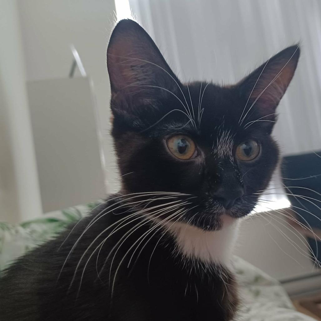 Enlarge Ponyo, a Adoptable Domestic Short Hair in Abbotsford, BC image 3/3