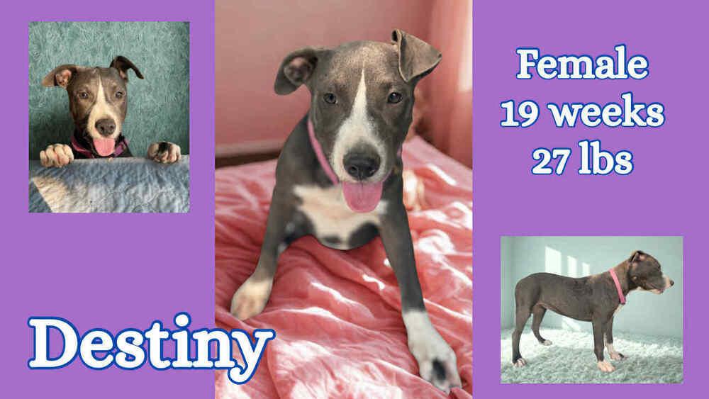 The blue Winona litter, Adoptable, Young Female American Bully.