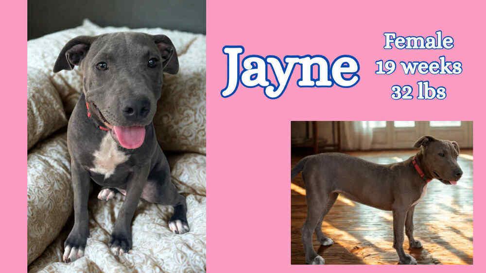 Enlarge The blue Winona litter, a Adoptable American Bully in New Bedford, MA image 2/6