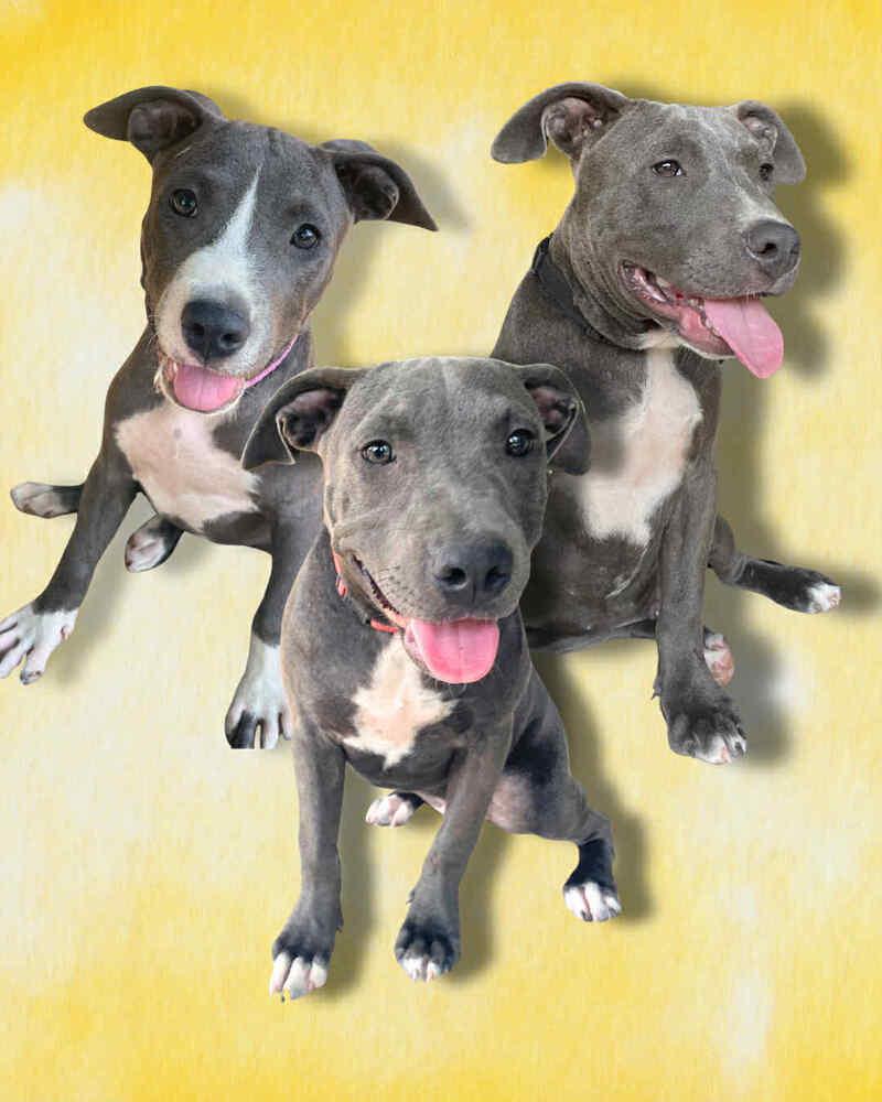 Enlarge The blue Winona litter, a Adoptable American Bully in New Bedford, MA image 4/6