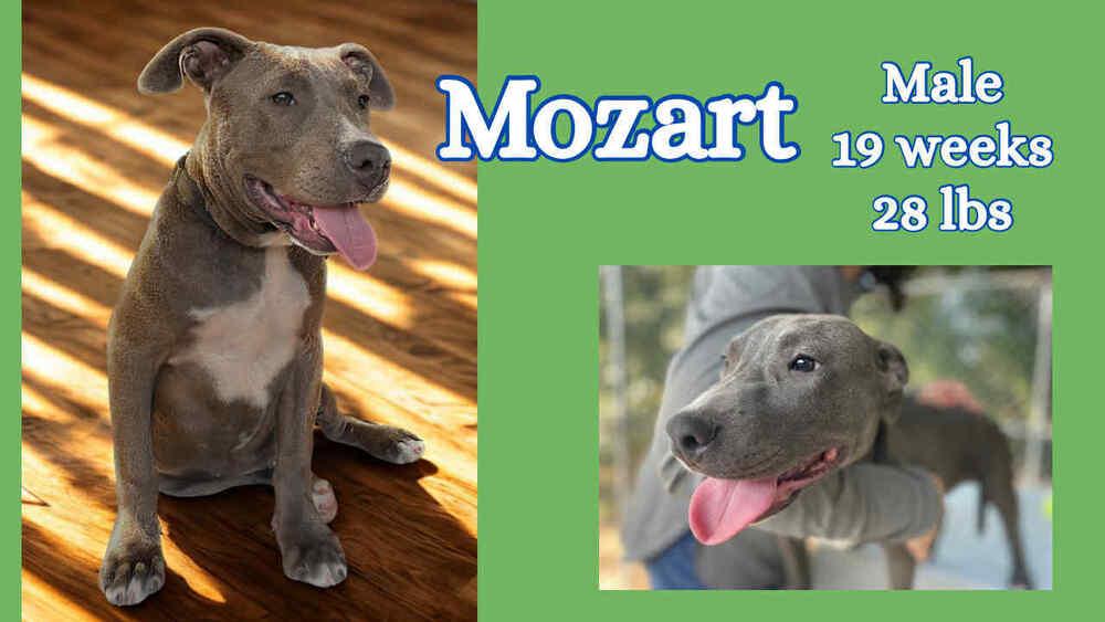 Enlarge The blue Winona litter, a Adoptable American Bully in New Bedford, MA image 3/4