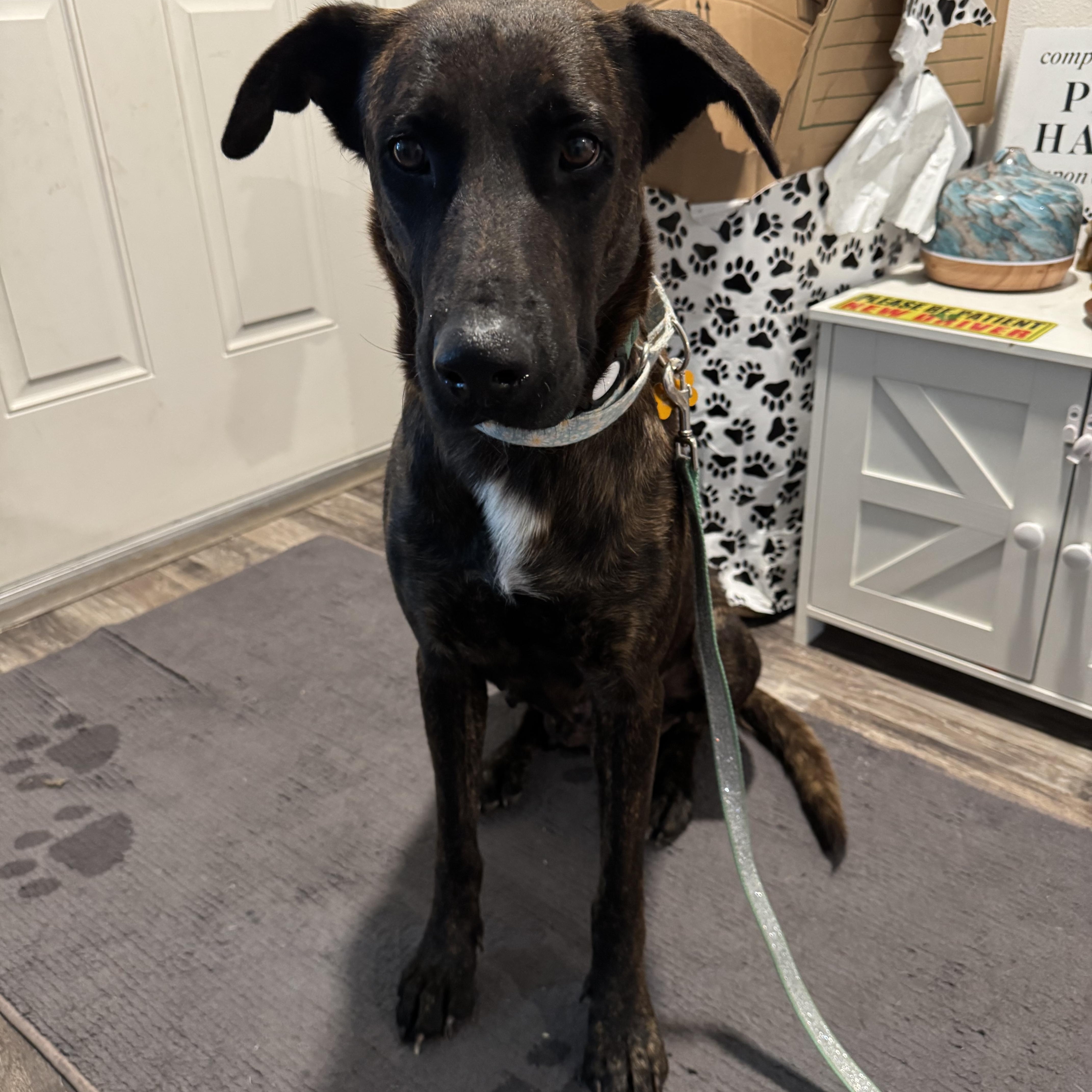 Enlarge Mia, a ADOPTABLE mixed breed in Port Saint Lucie, FL image 2/3