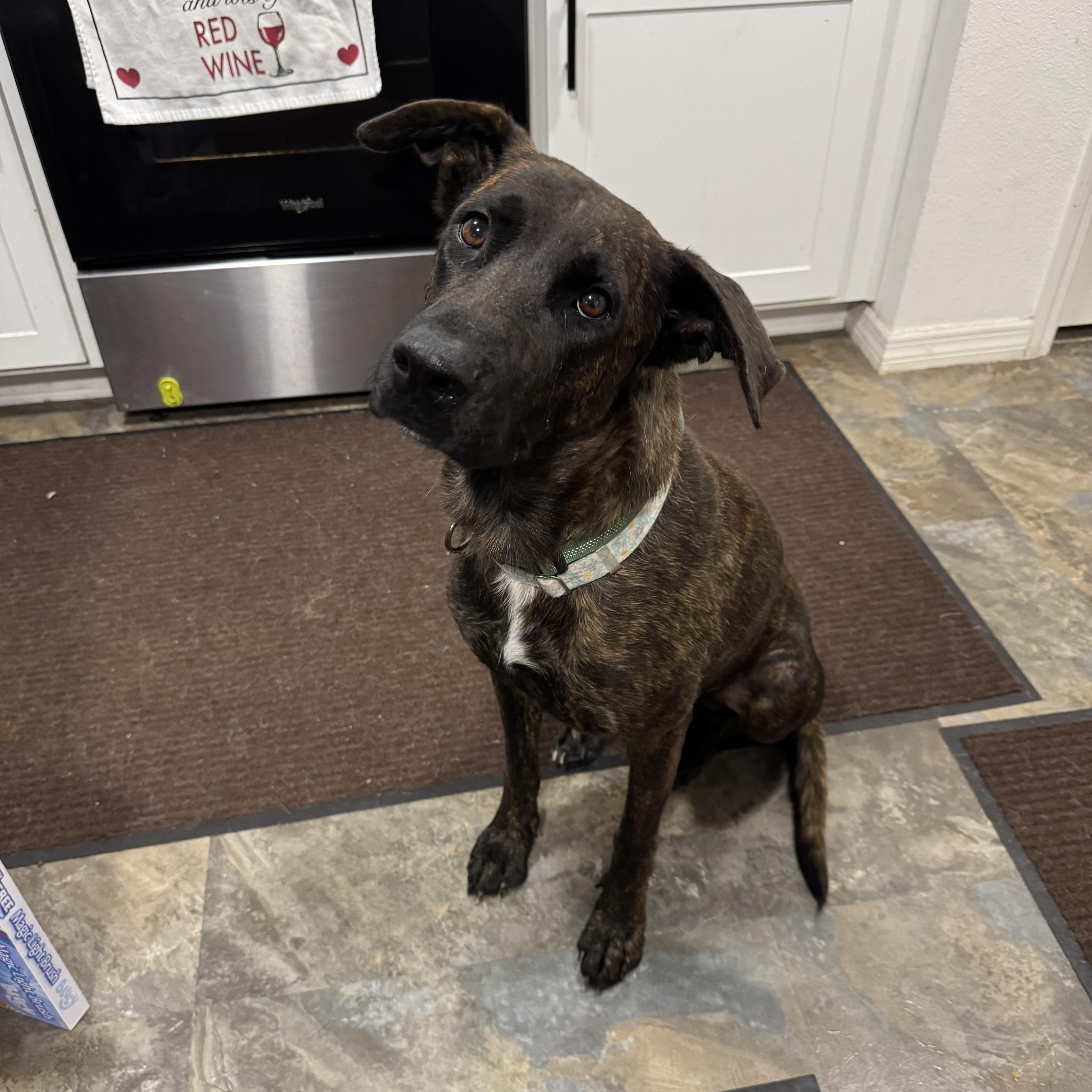 Mia, ADOPTABLE, Young Female Dutch Shepherd.