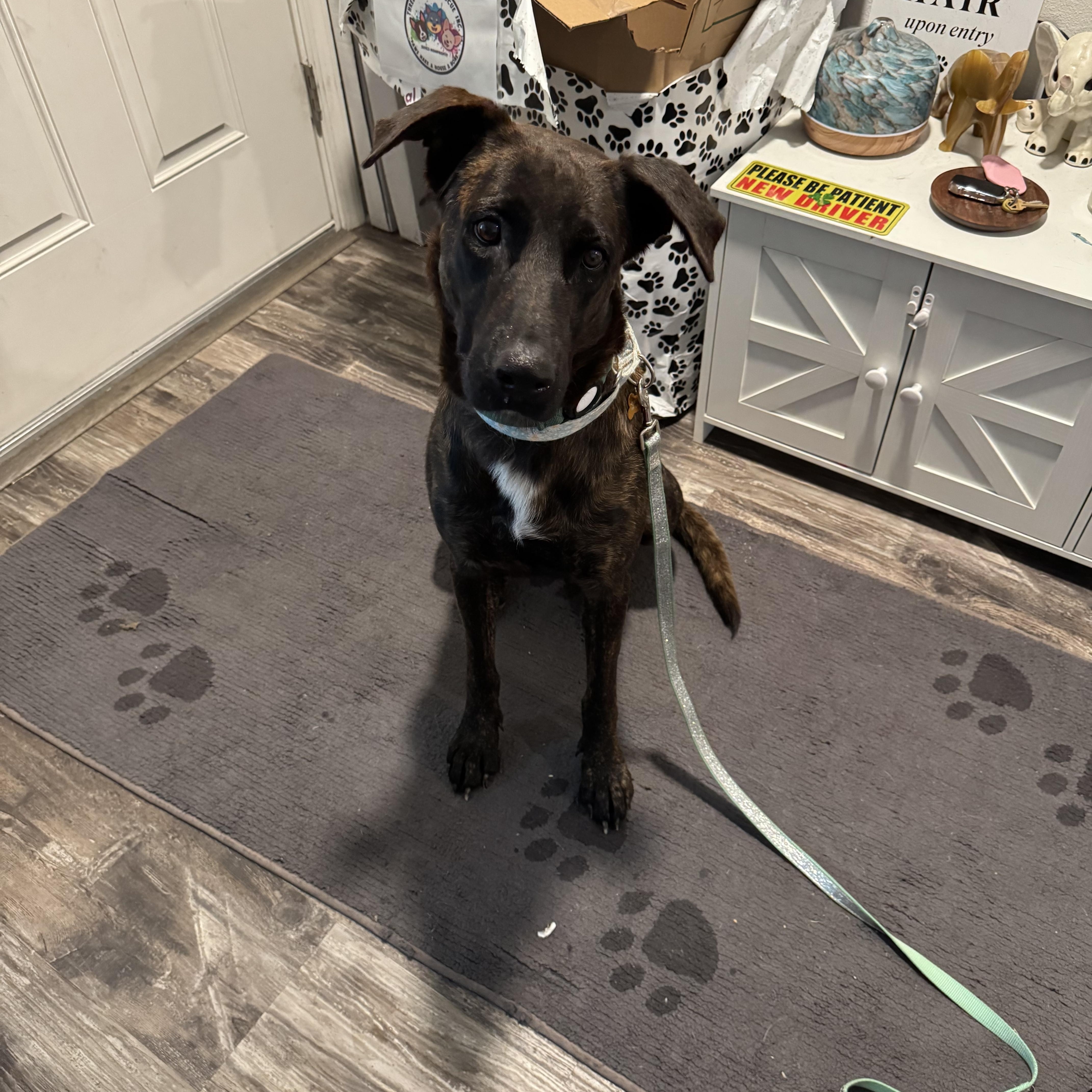 Enlarge Mia, a ADOPTABLE mixed breed in Port Saint Lucie, FL image 3/3