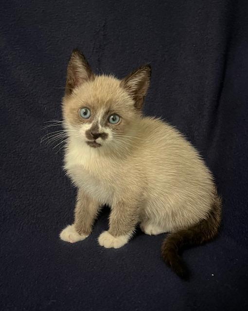 Amos *Bonded Pair with Axel*