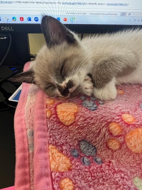 Amos *Bonded Pair with Axel*