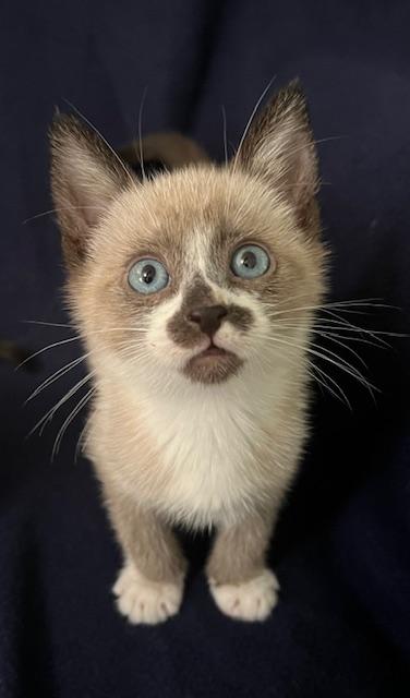 Amos *Bonded Pair with Axel*