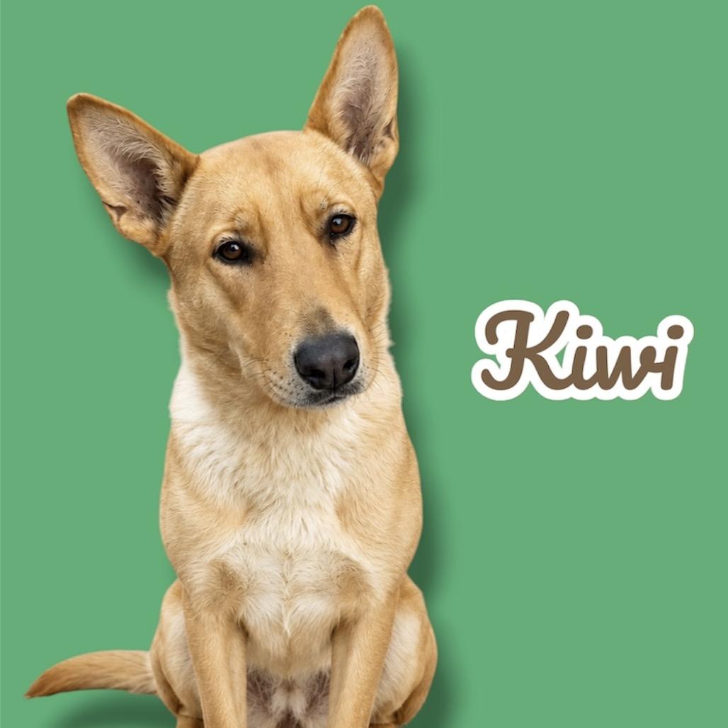 Kiwi, Adoptable, Adult Female Carolina Dog & Mixed Breed.