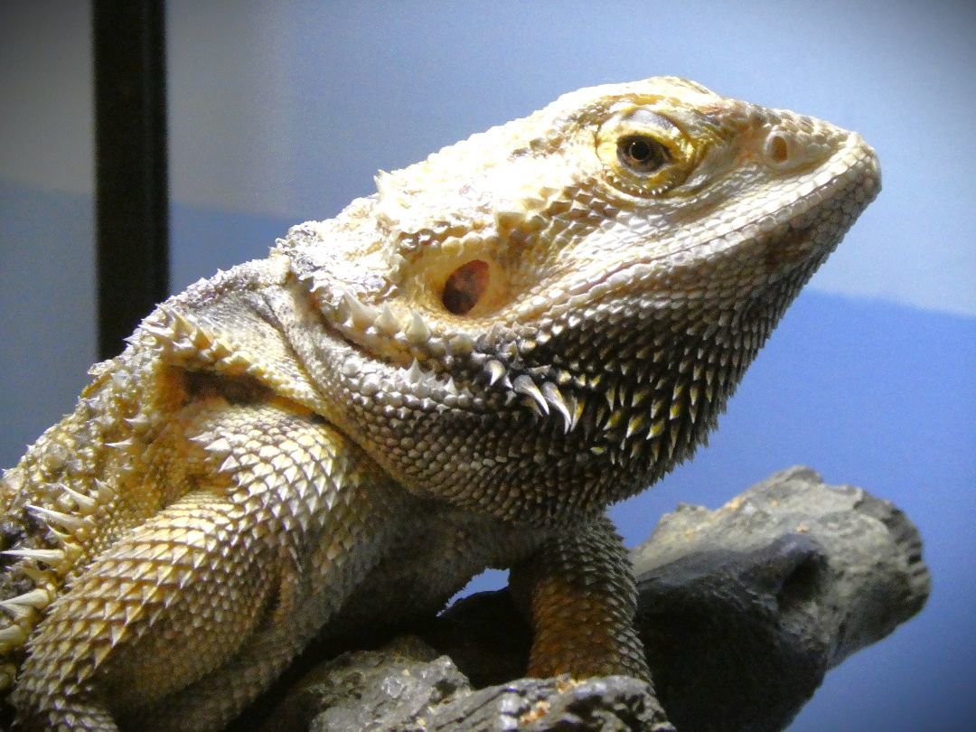 Yennifer, Adult Female unknown