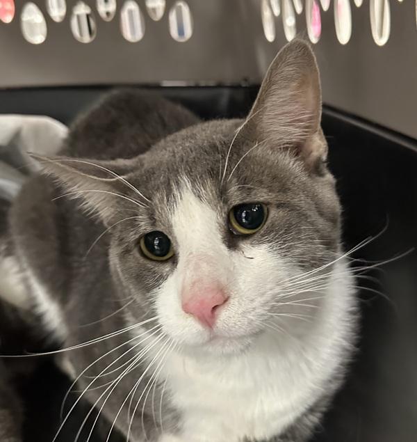 Enlarge Hawthorne (mcas), a Adoptable mixed breed in Troutdale, OR image 1/1