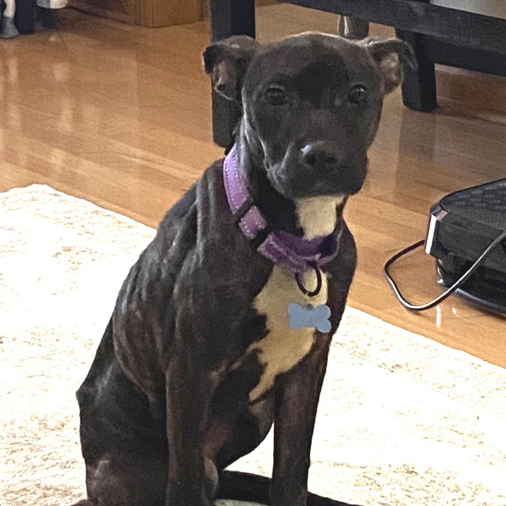 Enlarge Mootsy, a ADOPTABLE Pit Bull Terrier in Kansas City, KS image 2/3