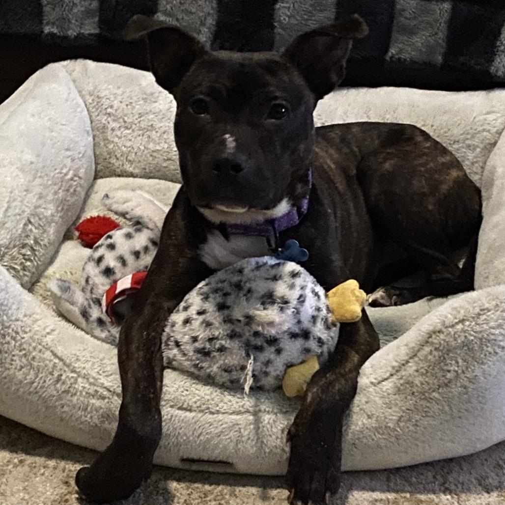 Mootsy, ADOPTABLE, Young Female Pit Bull Terrier.