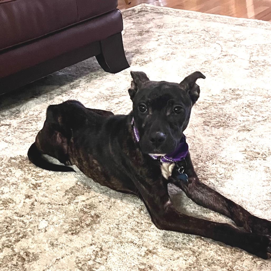 Mootsy, ADOPTABLE, Young Female Pit Bull Terrier.