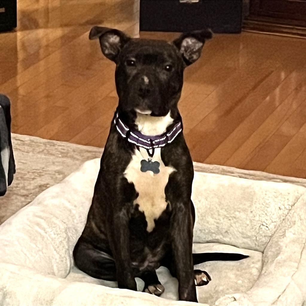 Enlarge Mootsy, an adopted mixed breed in Kansas City, KS image 3/3