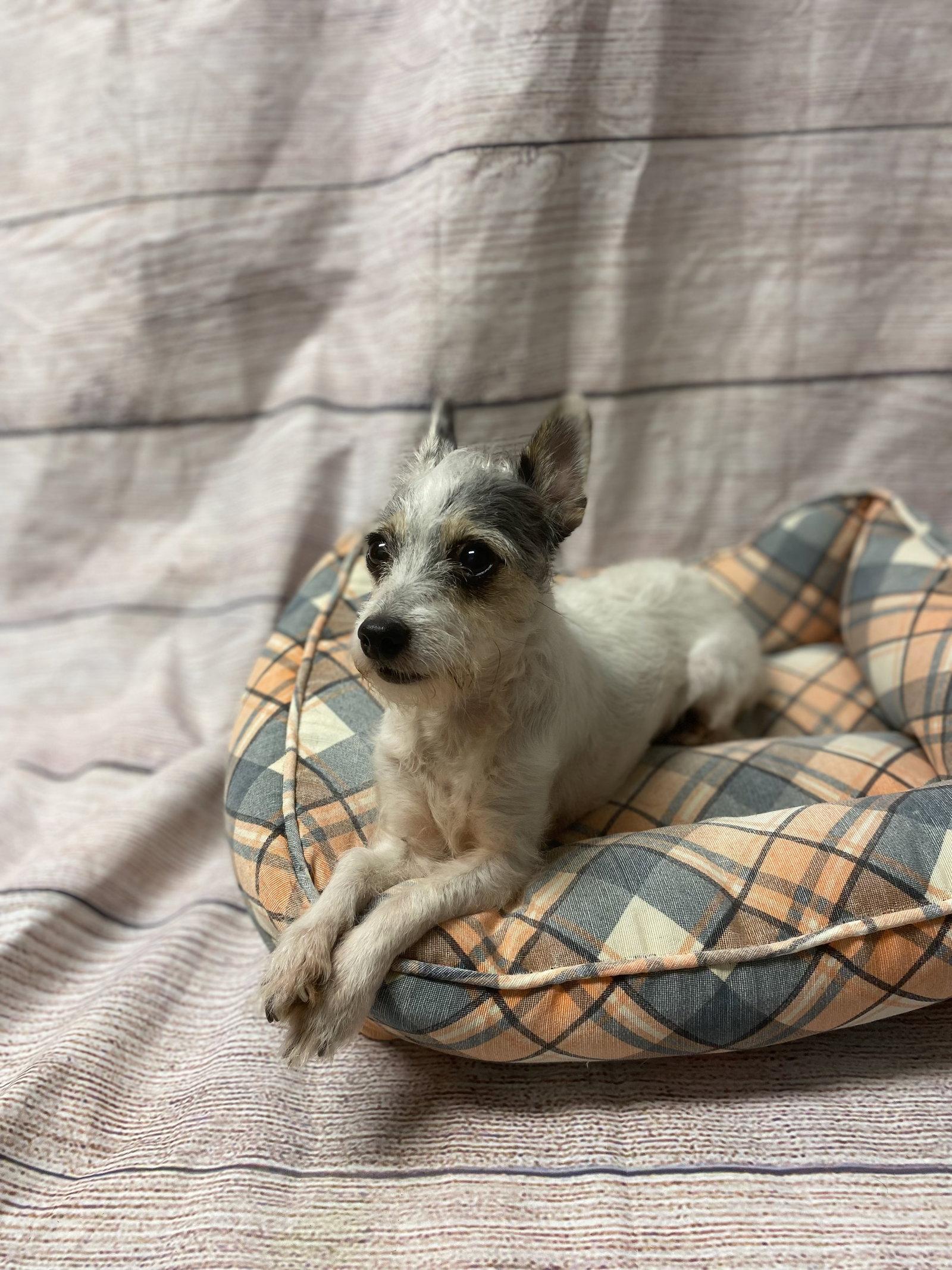 Lillian, Adopted, Adult Female Chihuahua & Terrier.