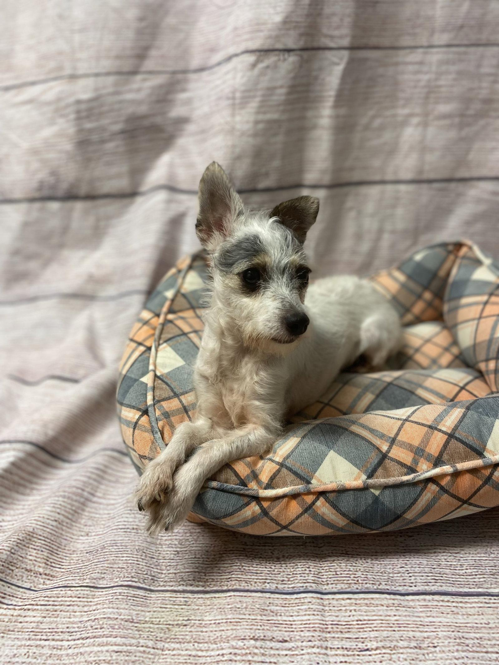 Enlarge Lillian, a Adopted mixed breed in Raleigh, NC image 2/3