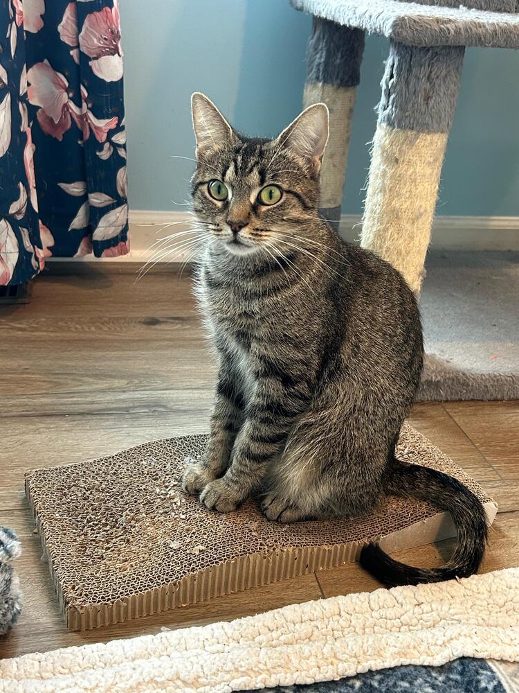 Nutmeg, Adoptable, Adult Female American Shorthair.