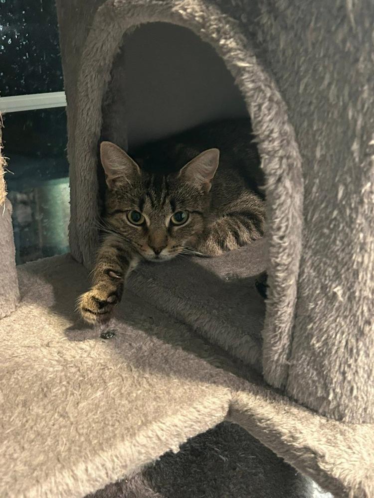 Enlarge Nutmeg, a Adoptable American Shorthair in Skippack, PA image 2/2